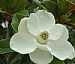 Brackens Brown Beauty (Magnolia)